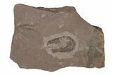 Ordovician Trilobite Plate - Tafraoute, Morocco #267358-1